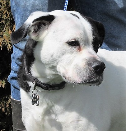 Jesse, an adoptable Boxer in Frederick, MD, 21702 | Photo Image 2