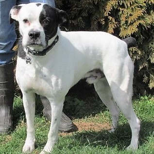 Jesse, an adoptable Boxer in Frederick, MD, 21702 | Photo Image 3