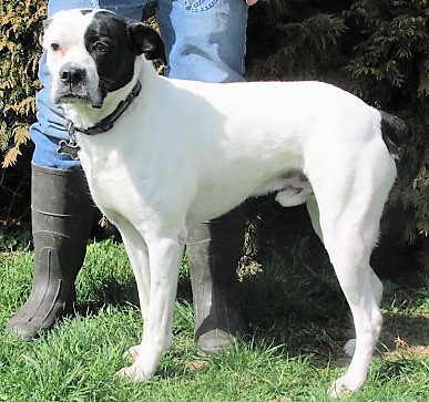 Jesse, an adoptable Boxer in Paris, KY, 40361 | Photo Image 4