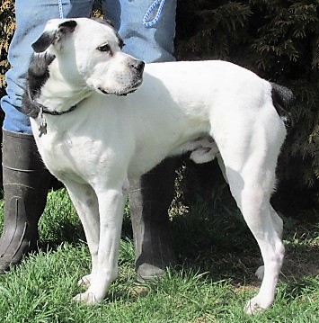 Jesse, an adoptable Boxer in Paris, KY, 40361 | Photo Image 5