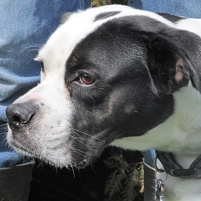 Jesse, an adoptable Boxer in Frederick, MD, 21702 | Photo Image 6