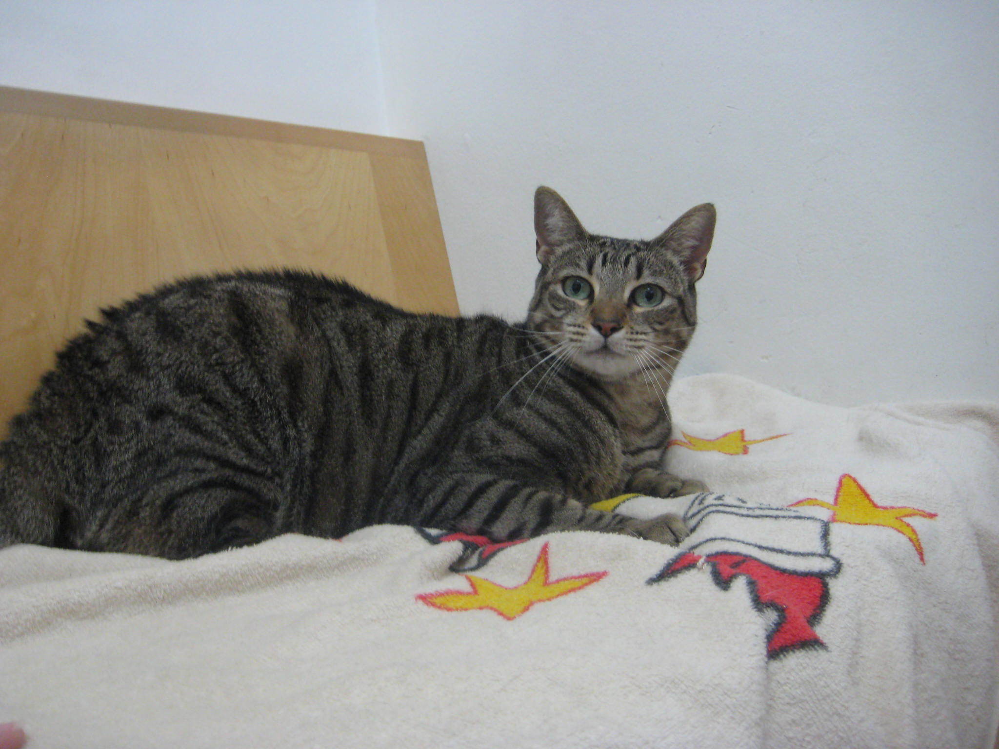 Bailey, an adoptable Domestic Short Hair in Upland, CA, 91786 | Photo Image 1