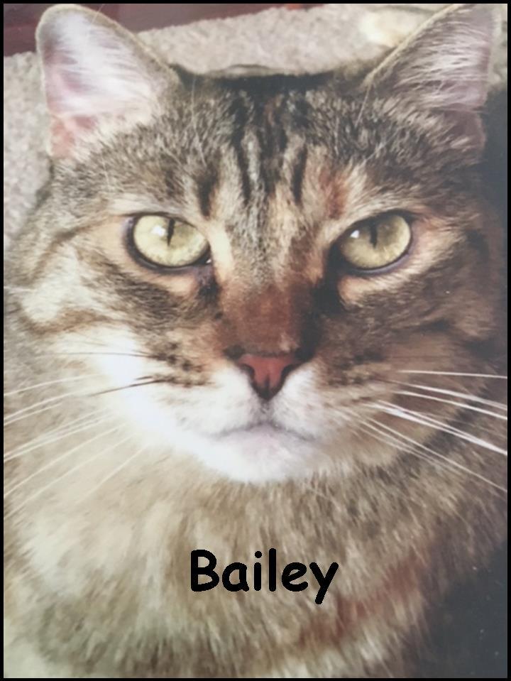 Bailey, an adoptable Domestic Short Hair in Upland, CA, 91786 | Photo Image 2