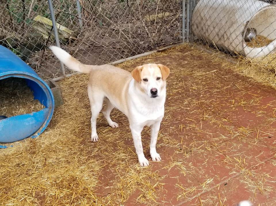 Dog for adoption Ben, a Mixed Breed in Boaz, AL Petfinder