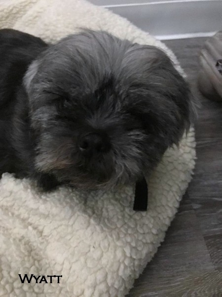 Dog For Adoption Doc Wyatt A Shih Tzu In Jacksonville Fl