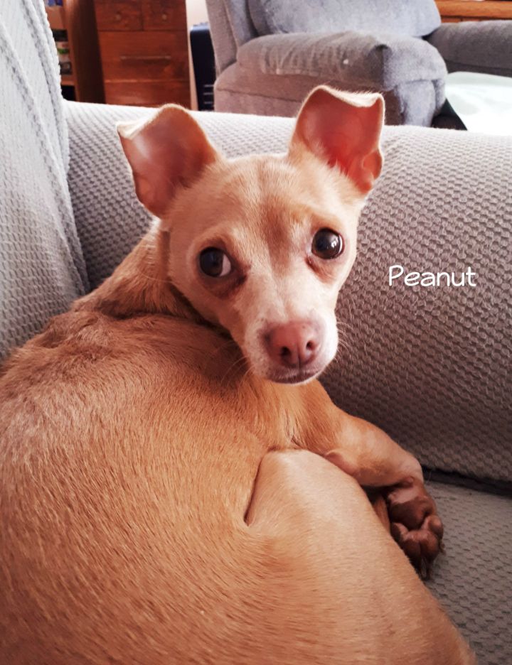 Peanut 2