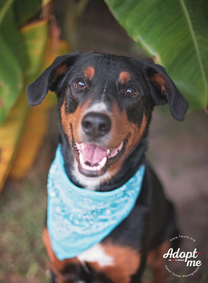 Bernese doberman hot sale mix