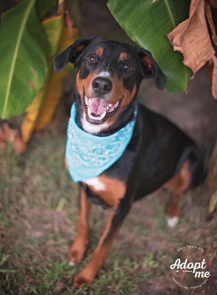 Greater swiss mountain sales dog lab mix