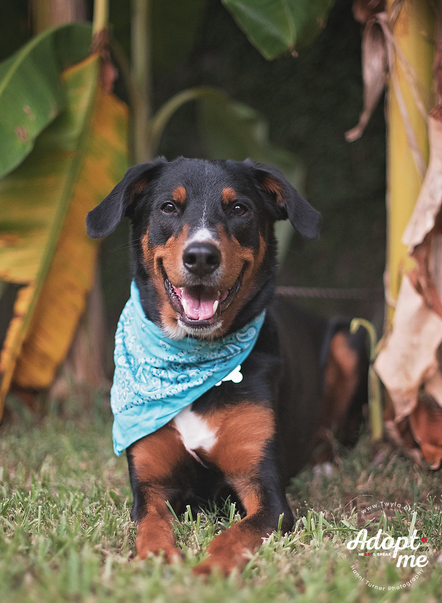 Remington, an adoptable Doberman Pinscher, Greater Swiss Mountain Dog in Kingwood, TX, 77339 | Photo Image 3