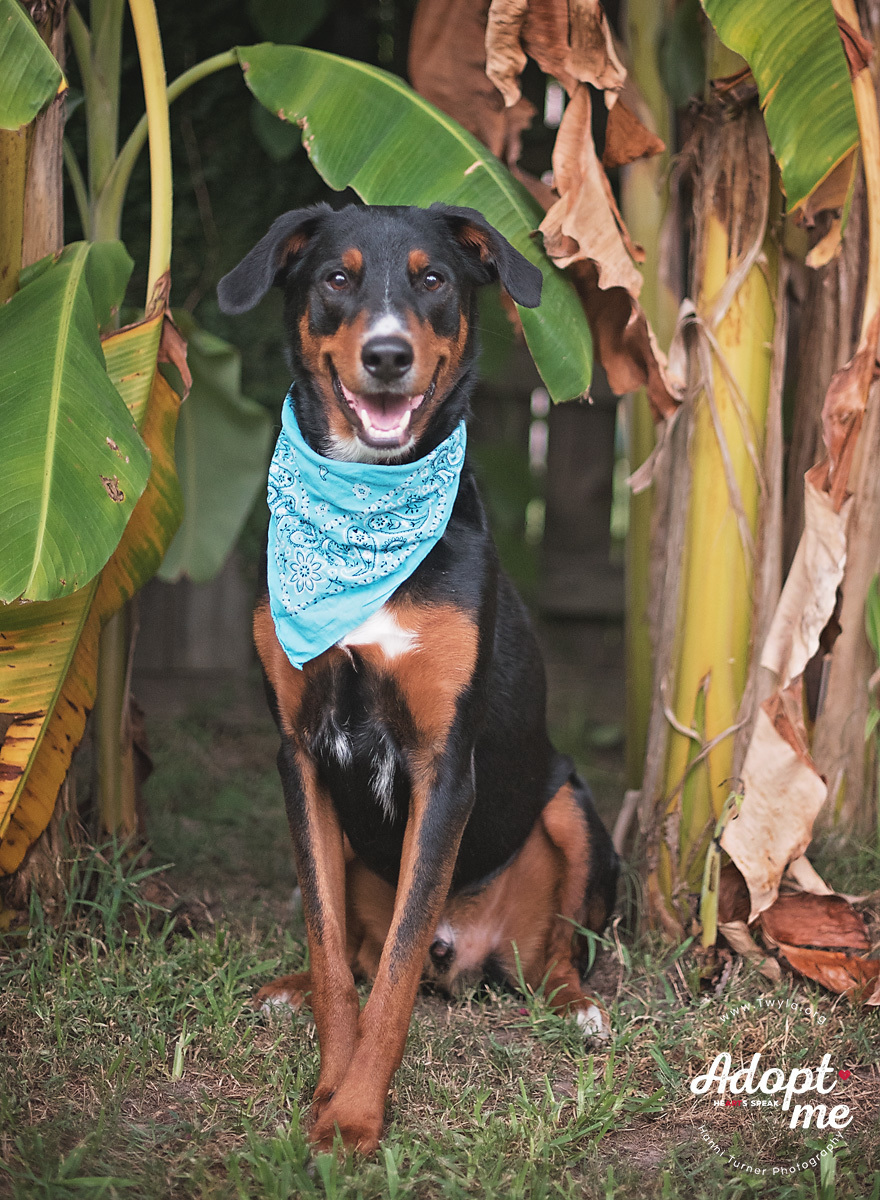 Remington, an adoptable Greater Swiss Mountain Dog, Doberman Pinscher in Kingwood, TX, 77339 | Photo Image 4