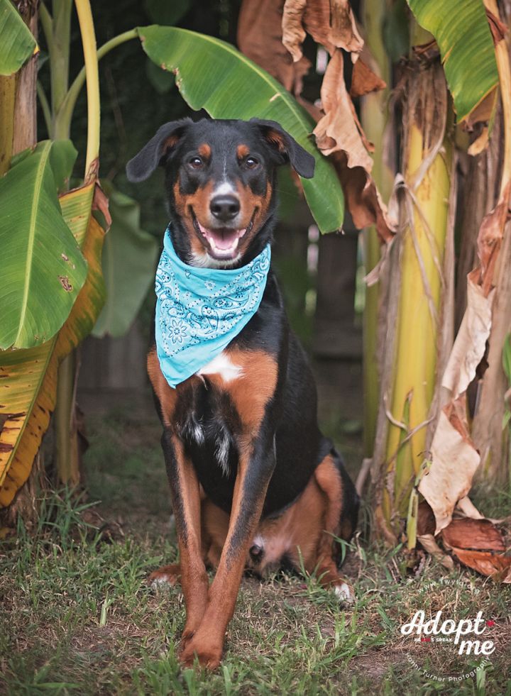 Bernese store doberman mix