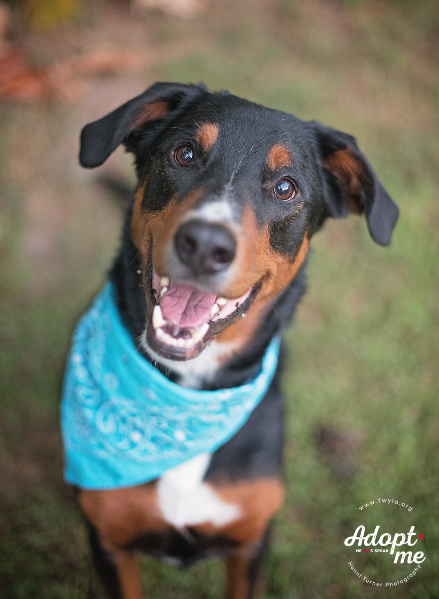 Remington, an adoptable Greater Swiss Mountain Dog, Doberman Pinscher in Kingwood, TX, 77339 | Photo Image 6