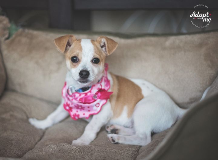 Pixie, an adopted Parson Russell Terrier & Chihuahua Mix in Kingwood, TX_image-3