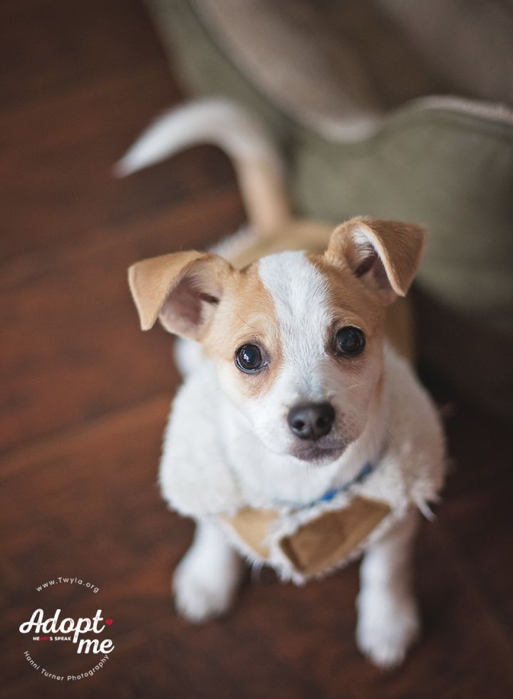 Pixie, an adopted Parson Russell Terrier & Chihuahua Mix in Kingwood, TX_image-4