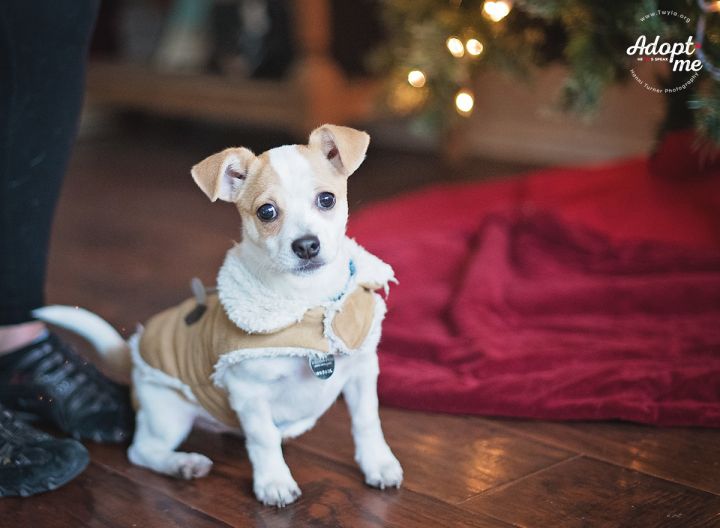 Pixie, an adopted Parson Russell Terrier & Chihuahua Mix in Kingwood, TX_image-6
