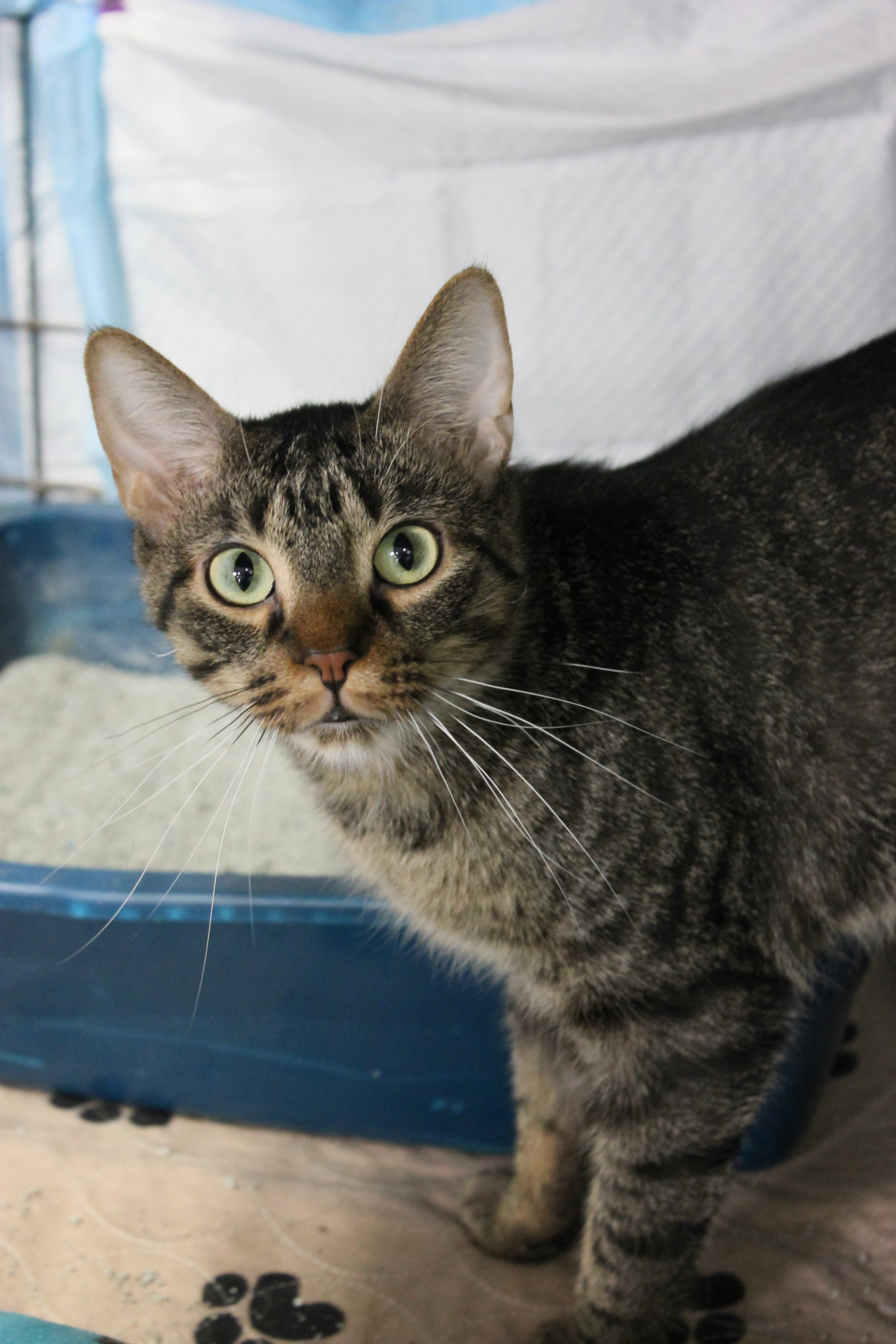 Hammi, an adoptable Domestic Short Hair in New Richmond, WI, 54017 | Photo Image 1