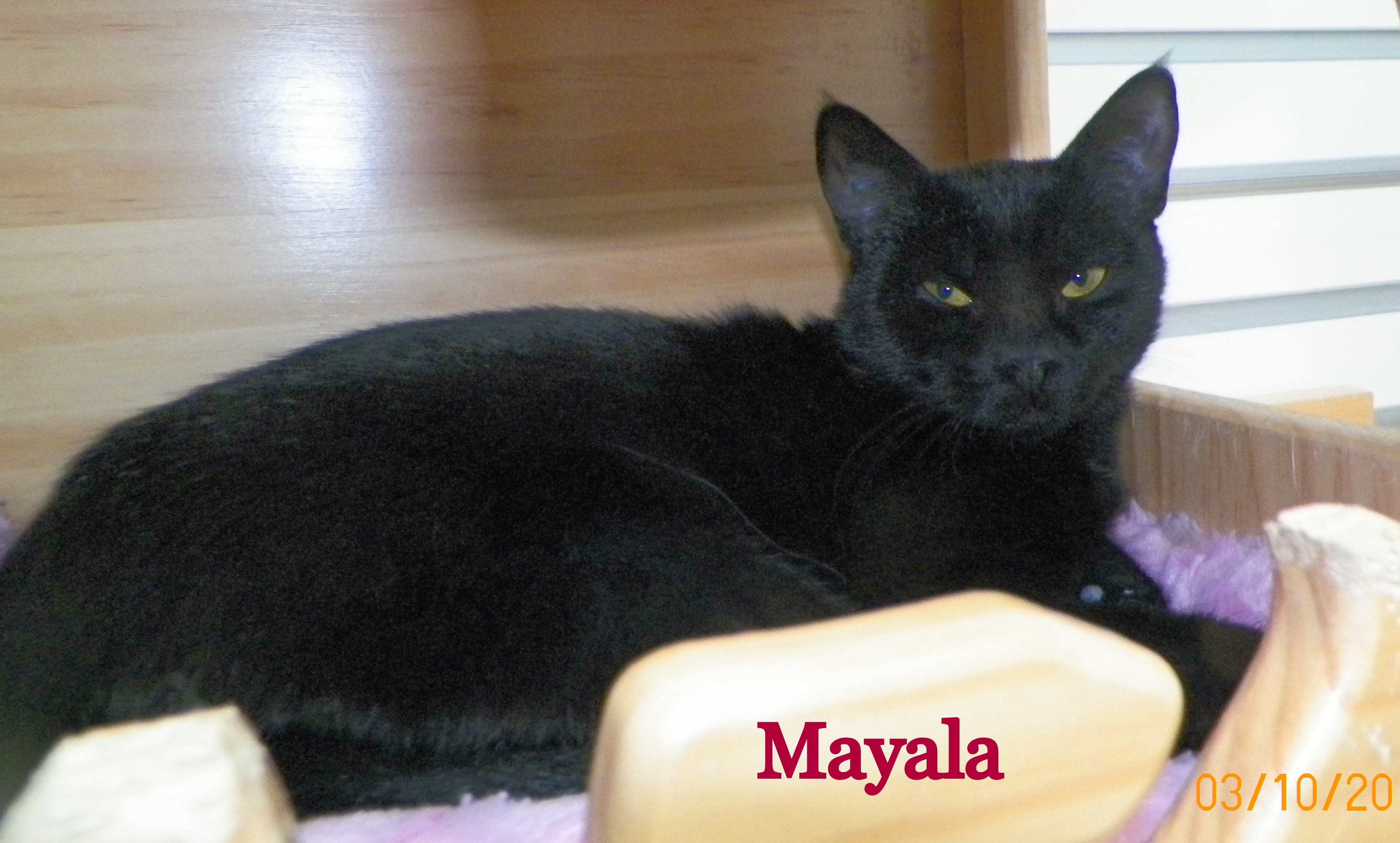 Mayala detail page