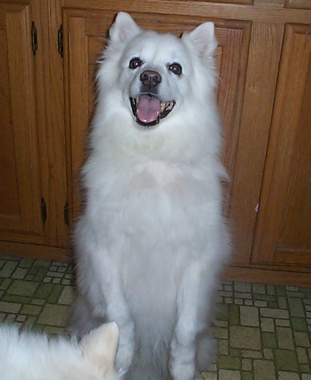 Desparate need of Foster Families!, an adoptable American Eskimo Dog in Saint Louis, MO_image-2