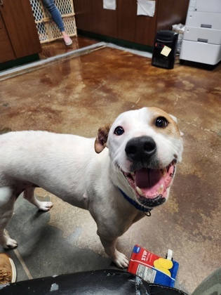 Farrah, an adoptable Terrier, Australian Cattle Dog / Blue Heeler in Springfield, MO, 65803 | Photo Image 4