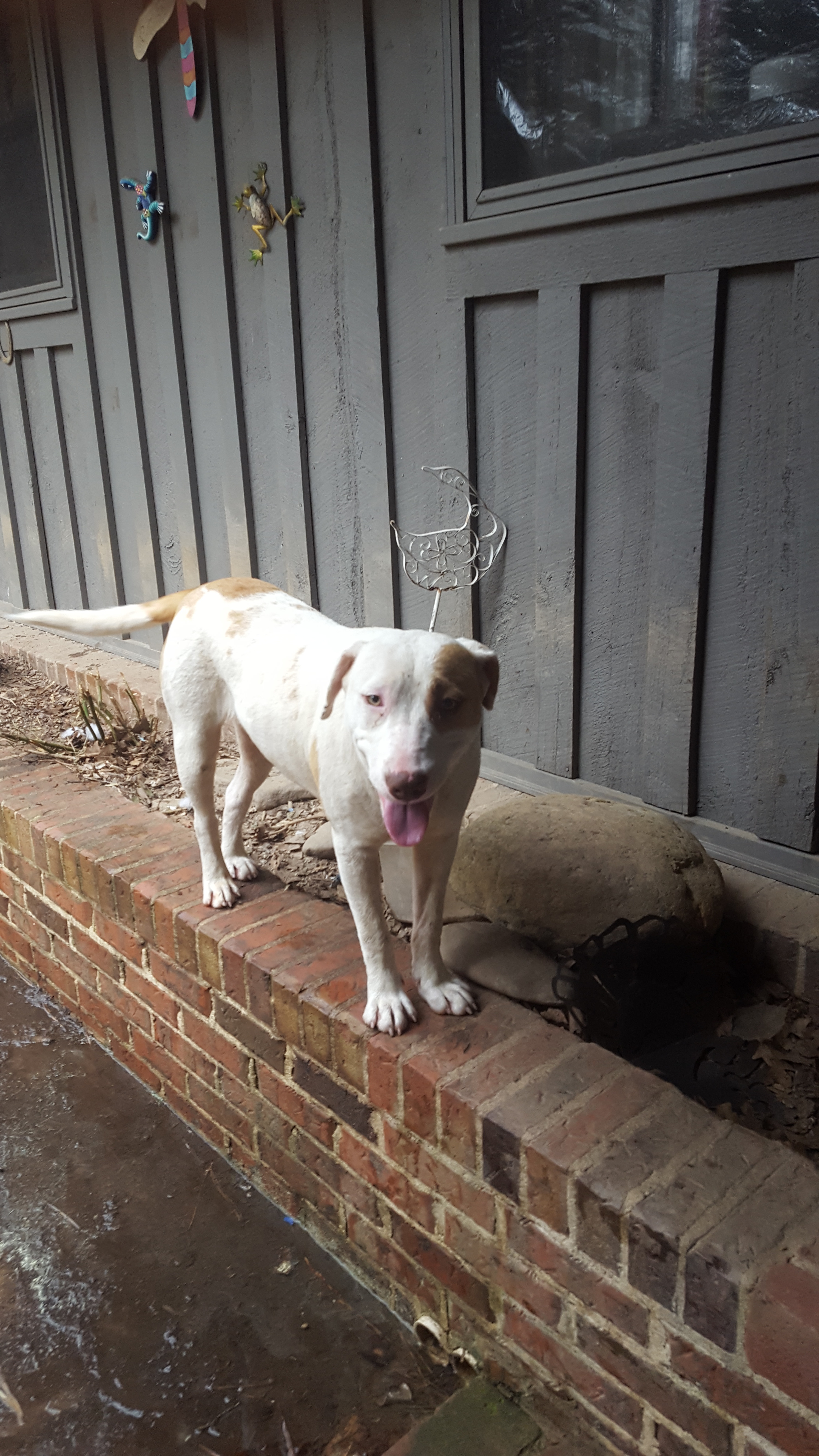 Holly, an adoptable Labrador Retriever, Terrier in Peachtree City, GA, 30269 | Photo Image 1