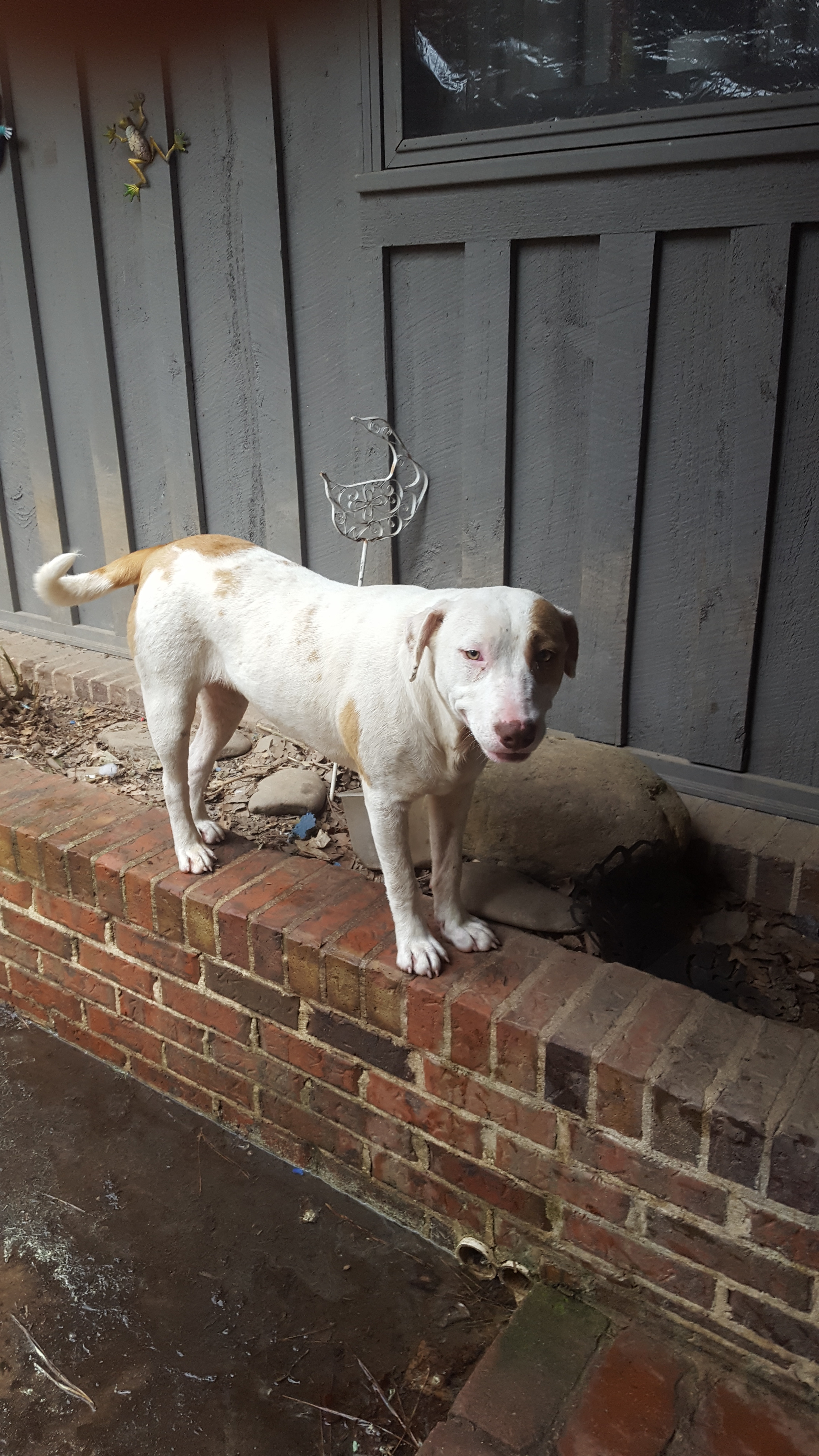 Holly, an adoptable Labrador Retriever, Terrier in Peachtree City, GA, 30269 | Photo Image 4