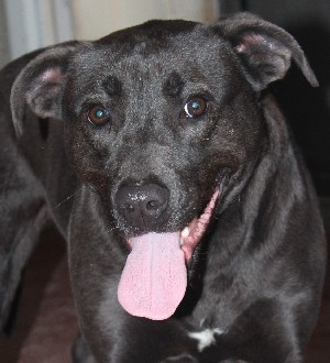 McCoy, an adoptable Labrador Retriever, Pit Bull Terrier in Savannah, MO, 64485 | Photo Image 1