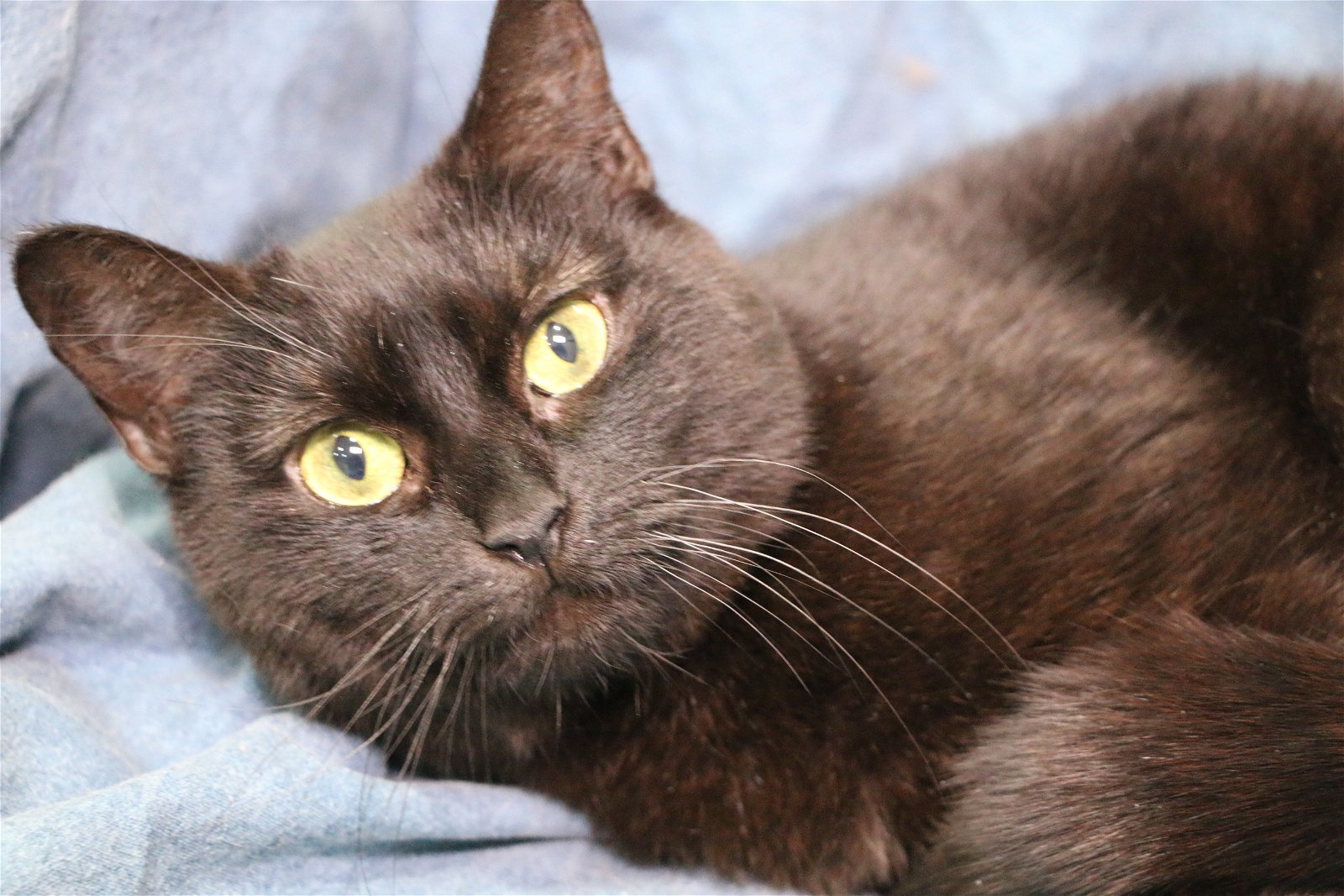 Mona, an adoptable Domestic Short Hair in Crompond, NY, 10517 | Photo Image 1