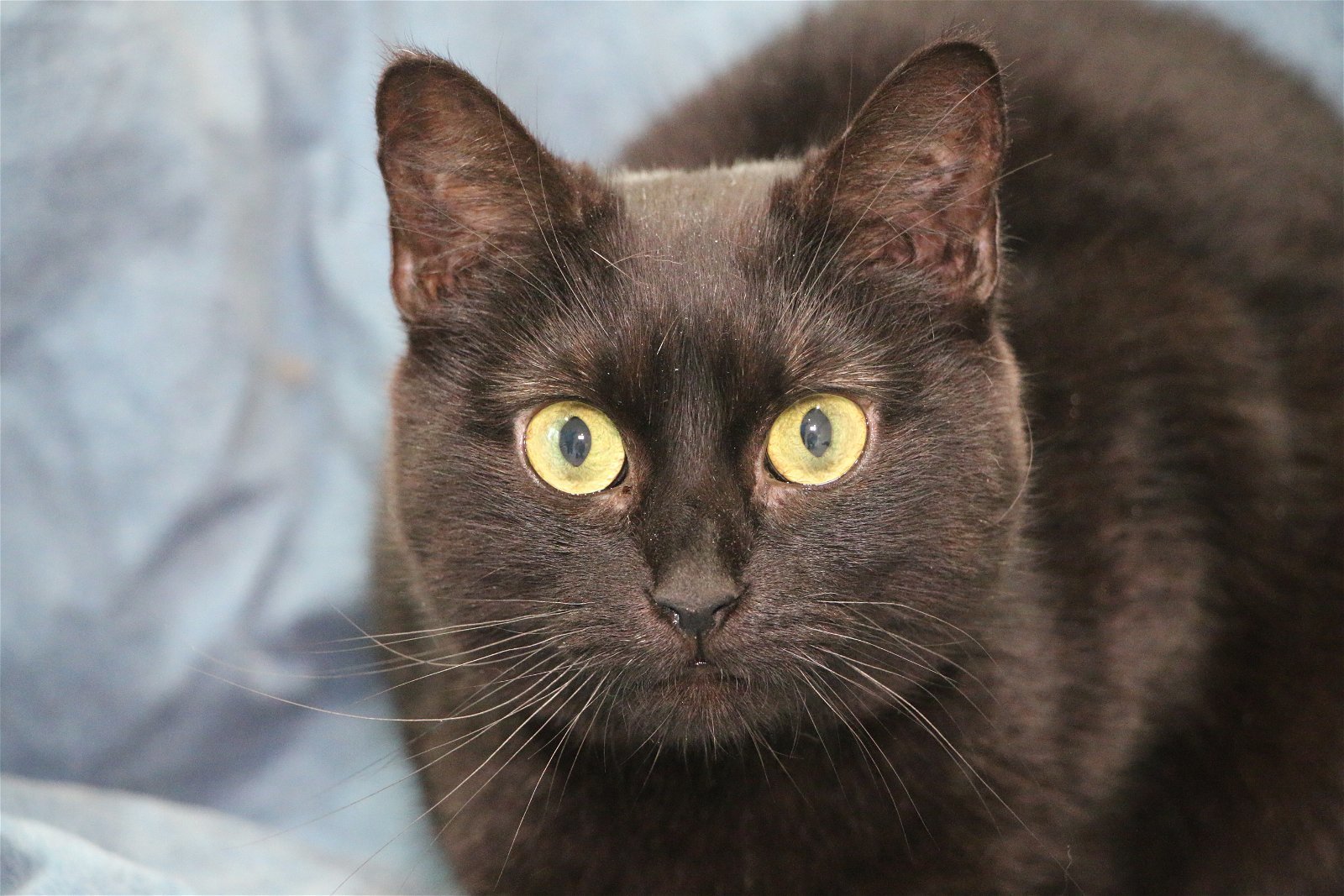 Mona, an adoptable Domestic Short Hair in Crompond, NY, 10517 | Photo Image 2