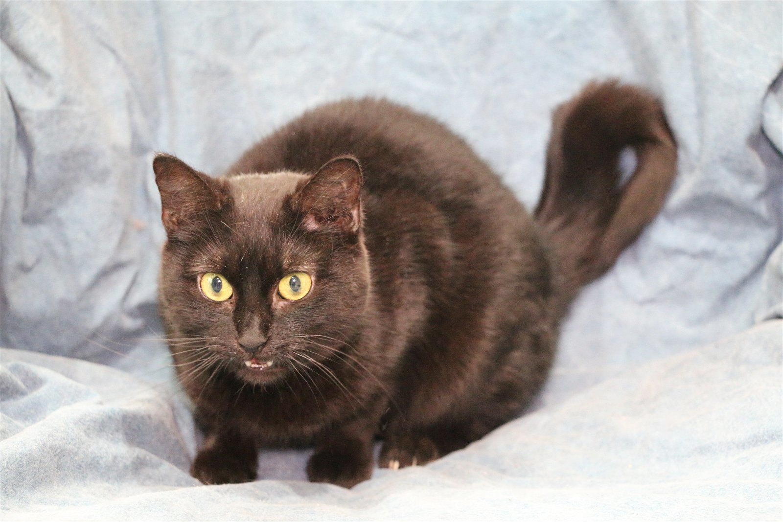 Mona, an adoptable Domestic Short Hair in Crompond, NY, 10517 | Photo Image 3