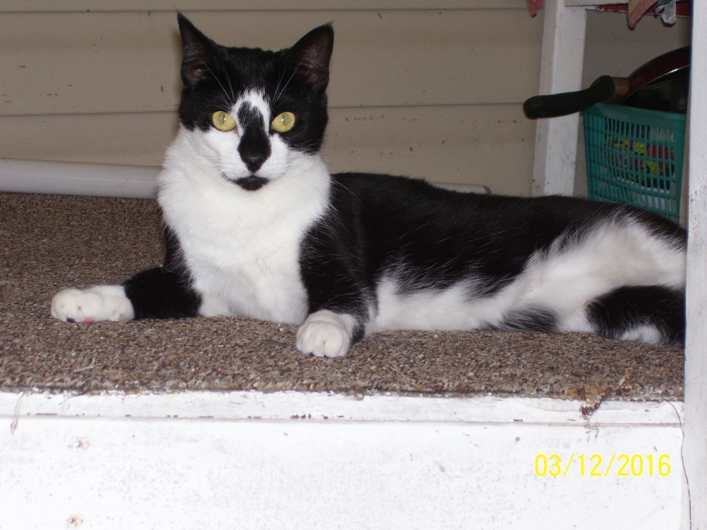 Joy, an adoptable Domestic Short Hair in Edinburg, VA, 22824 | Photo Image 1