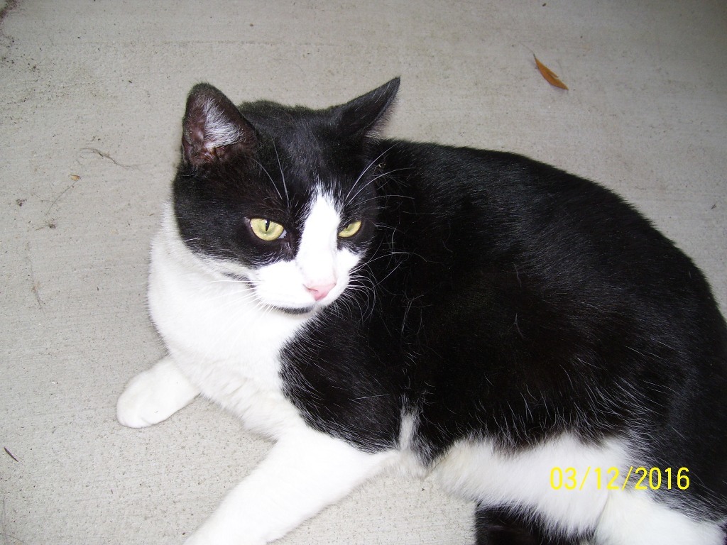 Sparky, an adoptable Domestic Short Hair in Edinburg, VA, 22824 | Photo Image 1