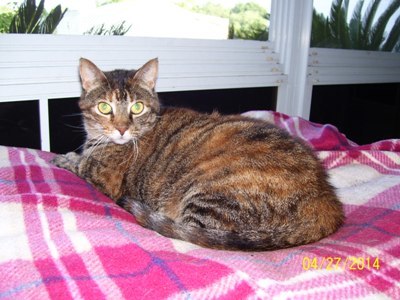 Ginger, an adoptable Tabby in Edinburg, VA, 22824 | Photo Image 1