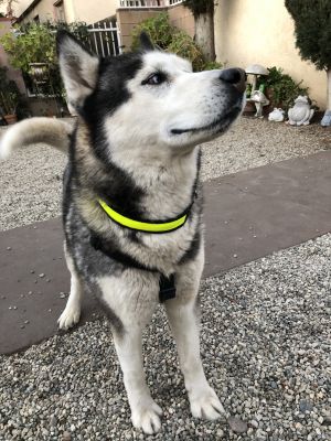 Kairo, Senior Male unknown