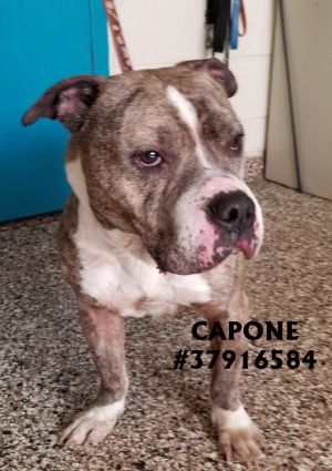 Capone - ID37916584