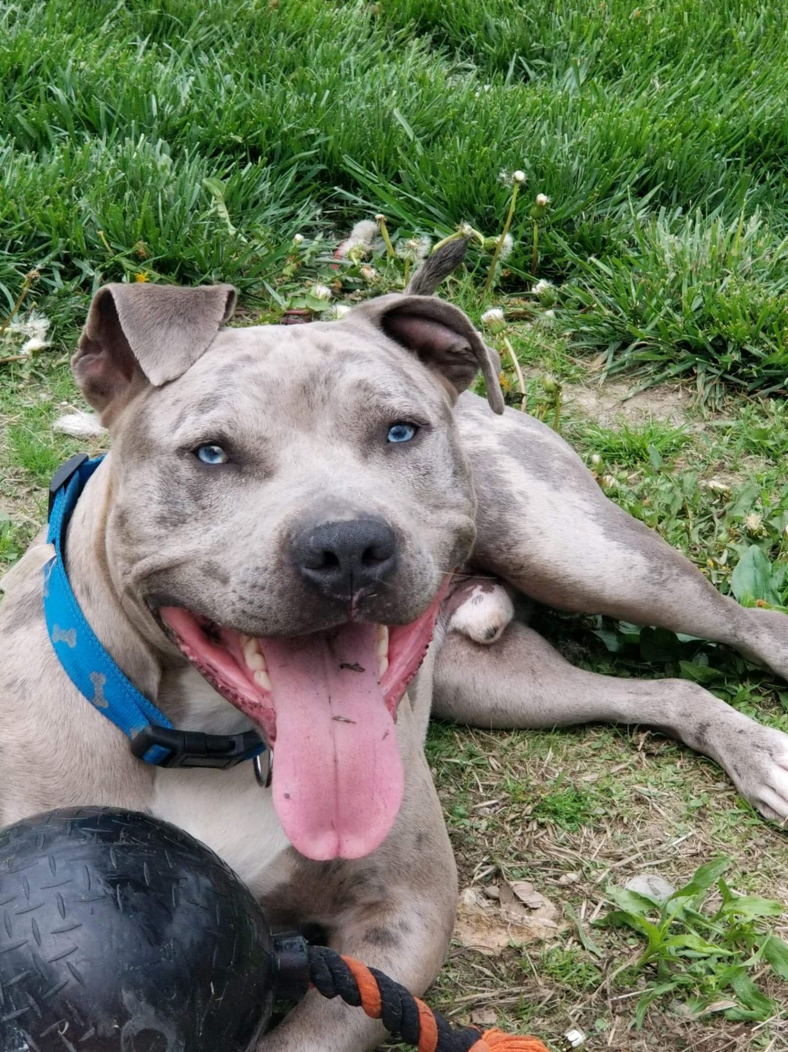 Smoke, an adoptable Pit Bull Terrier in Blacklick, OH, 43004 | Photo Image 1