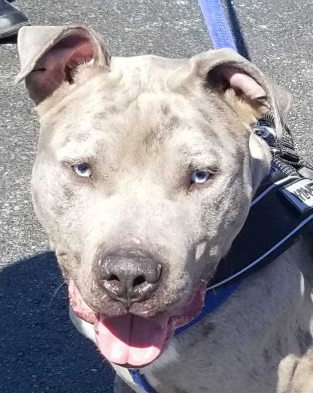 Smoke, an adoptable Pit Bull Terrier in Blacklick, OH, 43004 | Photo Image 2