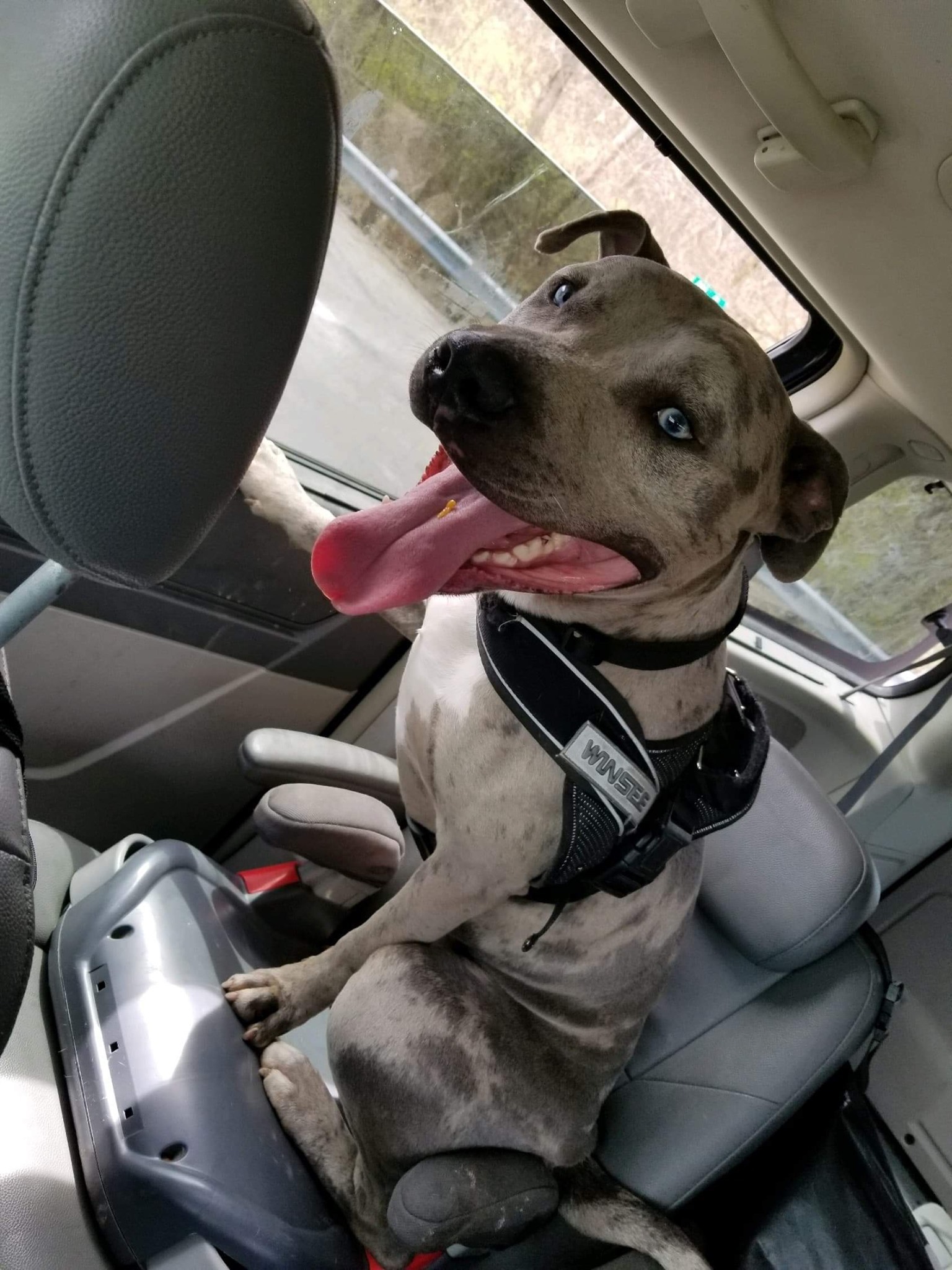 Smoke, an adoptable Pit Bull Terrier in Blacklick, OH, 43004 | Photo Image 3