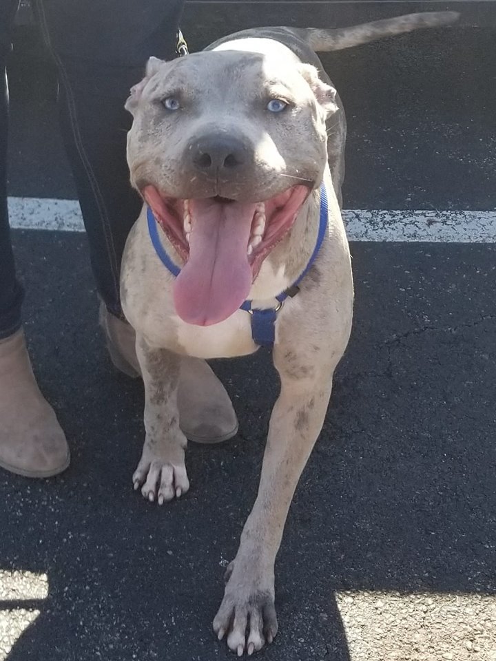 Smoke, an adoptable Pit Bull Terrier in Blacklick, OH, 43004 | Photo Image 4