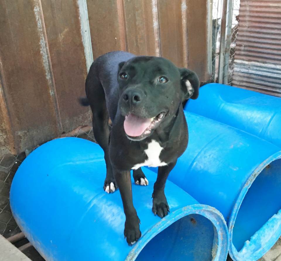 Maggie Mae, an adoptable Black Labrador Retriever, American Bulldog in Boaz, AL, 35957 | Photo Image 1