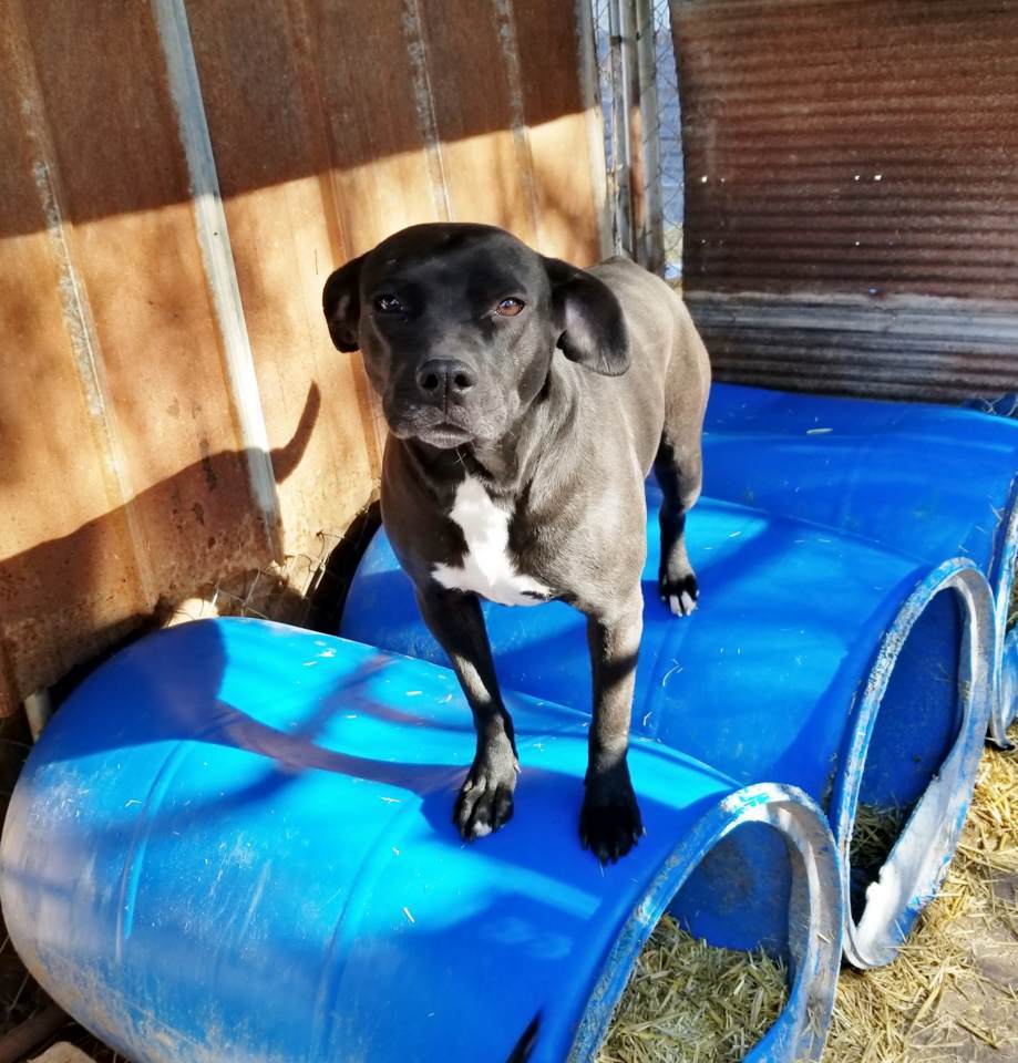 Maggie Mae, an adoptable Black Labrador Retriever, American Bulldog in Boaz, AL, 35957 | Photo Image 2