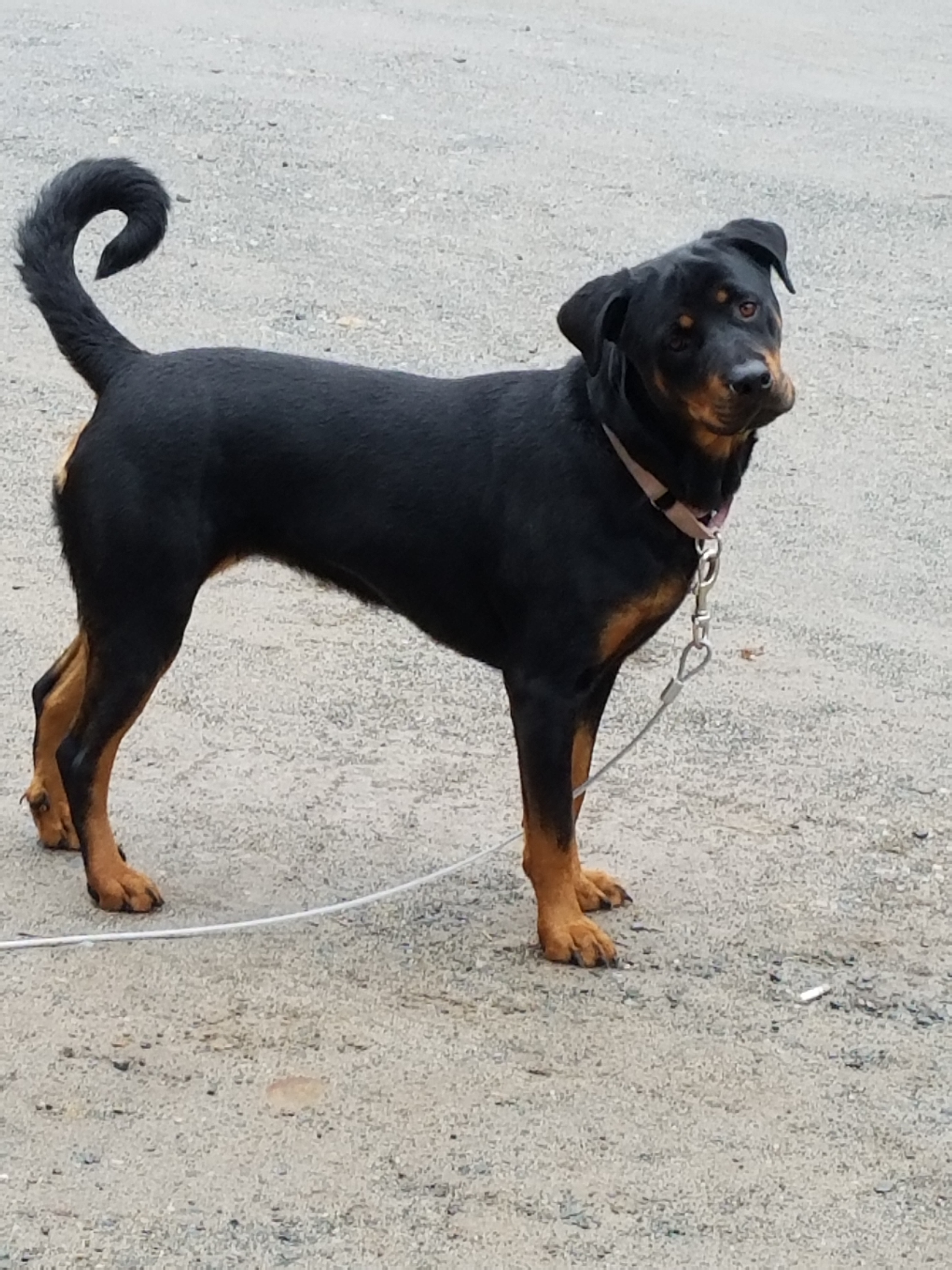 Roxie, an adoptable Rottweiler in Cuddebackville, NY, 12729 | Photo Image 1