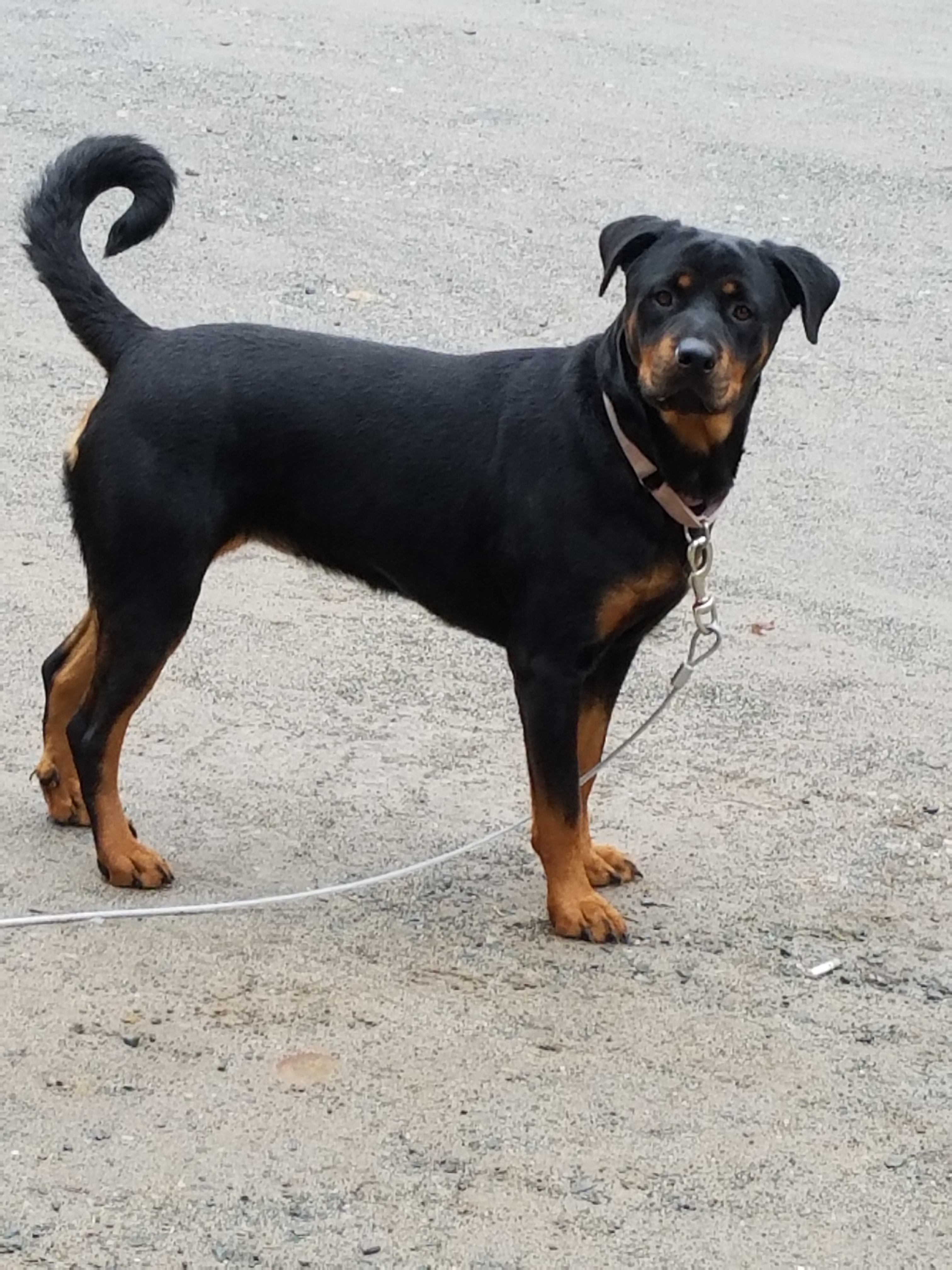 Roxie, an adoptable Rottweiler in Cuddebackville, NY, 12729 | Photo Image 2
