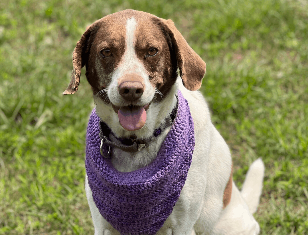 Olive, an adoptable Pointer in Palmyra, VA, 22963 | Photo Image 1