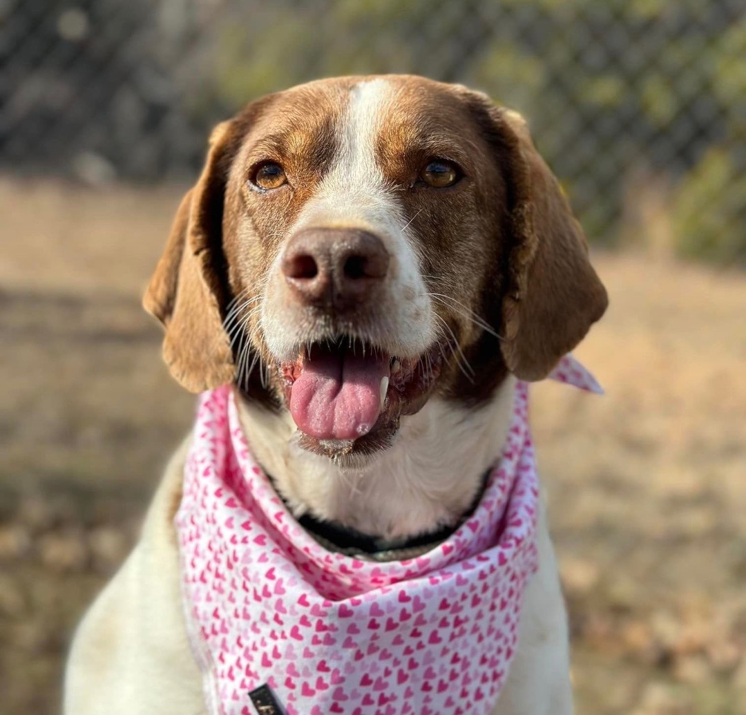 Olive, an adoptable Pointer in Palmyra, VA, 22963 | Photo Image 3