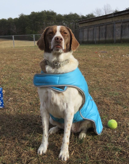 Olive, an adoptable Pointer in Palmyra, VA, 22963 | Photo Image 5