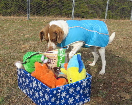 Olive, an adoptable Pointer in Palmyra, VA, 22963 | Photo Image 6