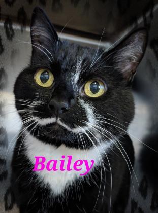 Bailey 1