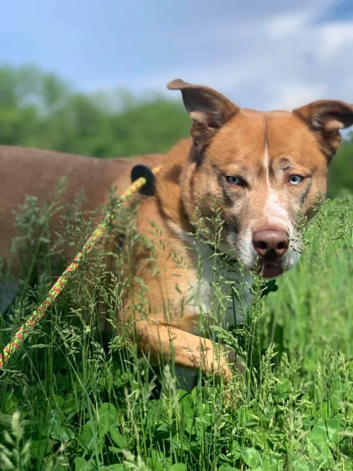 Broly, an adoptable Husky, Boxer in Cedar Rapids, IA, 52405 | Photo Image 1