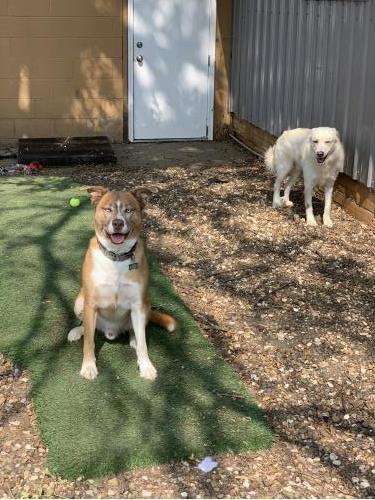 Broly, an adoptable Husky, Boxer in Cedar Rapids, IA, 52405 | Photo Image 3