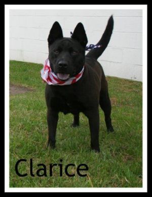 Dog For Adoption Clarice An Australian Kelpie Shiba Inu